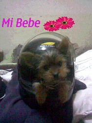 ELLA ERA LEISY, MI BEBE...ME LA ENCONTRE EN LA CALLE MUY ARRUINADA, LE DI TODO LO QUE PUDE, TODO MI AMOR, AUN GUARDO SUS COSITAS.. ALGUN DIA DESEO TENER UNA PERRITA COMO ELLA, CARIÑOSA, INTELIGENTE, Y MUY AGRADECIDA.. NUNCA LA OLVIDARE....
TE AMO LEISY!!!! ELLA ERA LEISY, MI BEBE...ME LA ENCONTRE EN LA CALLE MUY ARRUINADA, LE DI TODO LO QUE PUDE, TODO MI AMOR, AUN GUARDO SUS COSITAS.. ALGUN DIA DESEO TENER UNA PERRITA COMO ELLA, CARIÑOSA, INTELIGENTE, Y MUY AGRADECIDA.. NUNCA LA OLVIDARE....
TE AMO LEISY!!!!